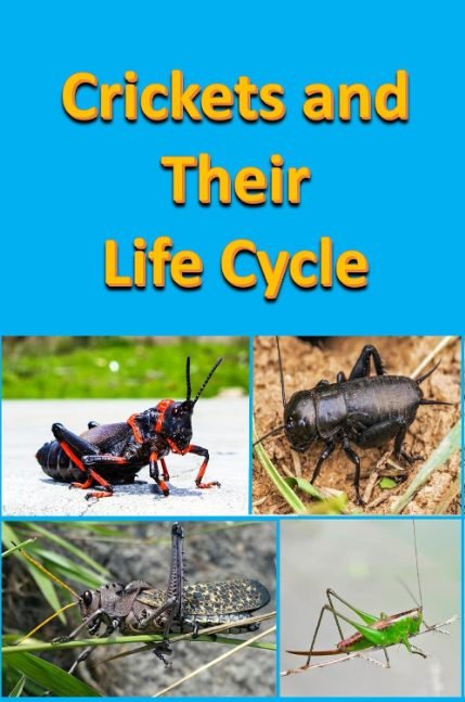 Crickets and Their Life Cycle