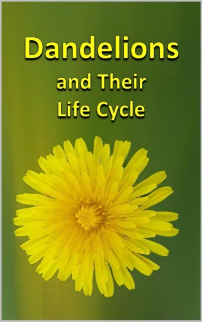 Dandelions and Their Life Cycle