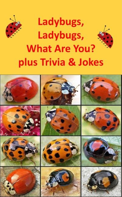 Ladybugs, Ladybugs, What Are You plus Trivia and Jokes