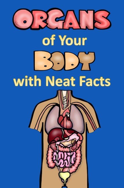 Organs of Your Body with Neat Facts